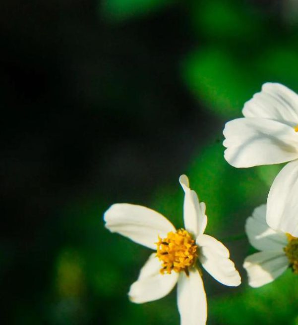 野花社区高清在线观看免费