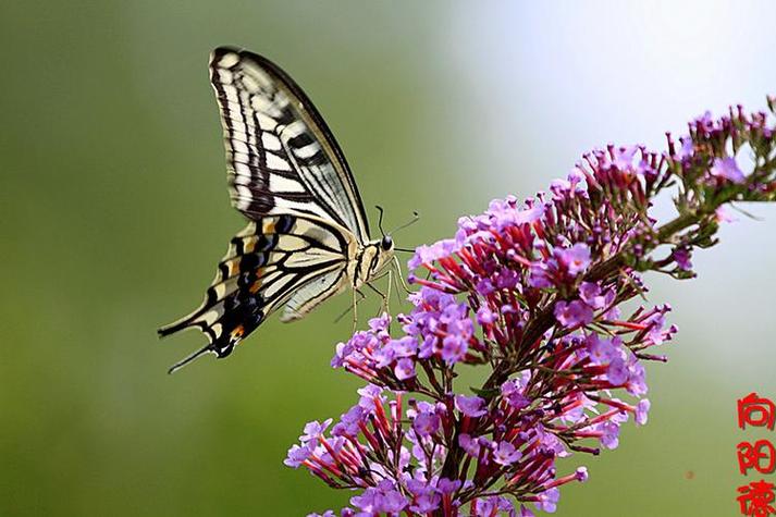 亚洲花蝴蝶在线观看