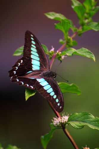 亚洲花蝴蝶在线观看