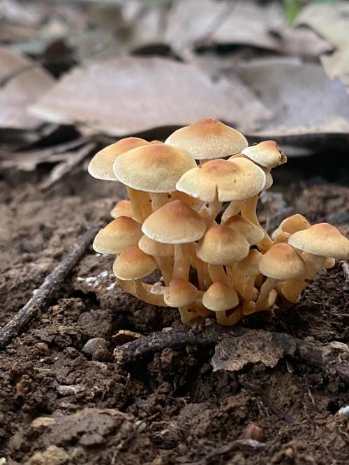 蘑菇视频高清版