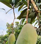 一天可以看25次的芒果视频版