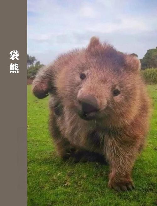 袋熊视频app下载2021