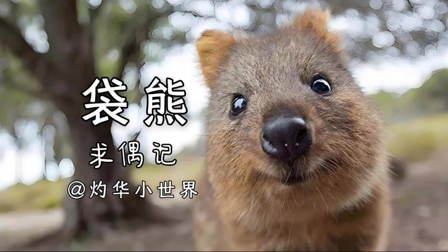 袋熊视频app下载2021