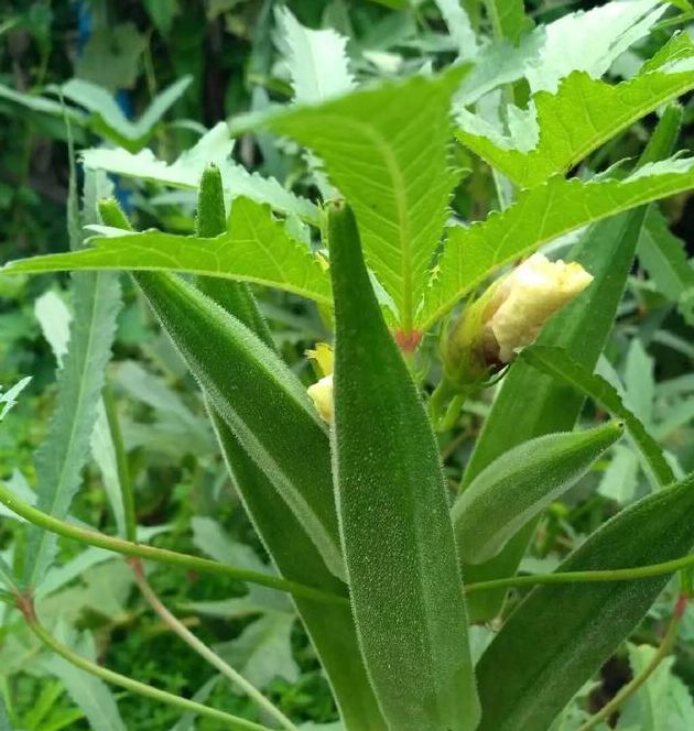 秋葵绿巨人统计