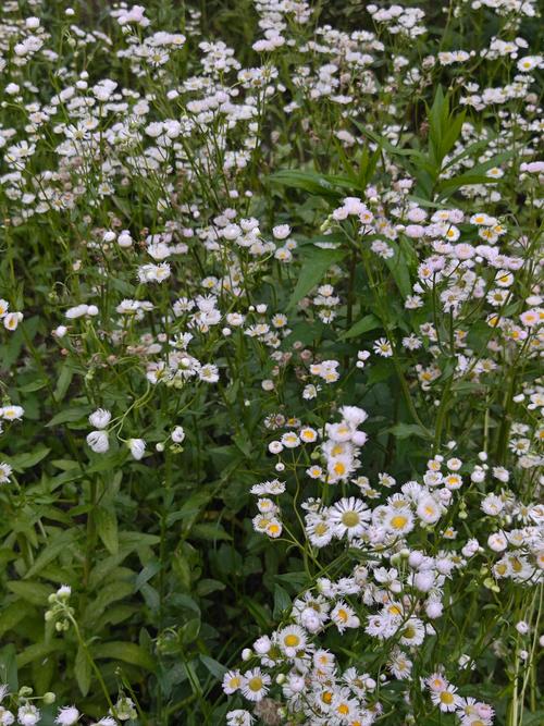 野花社区视频大全高清免费