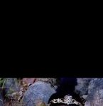 八戒八戒视频大全