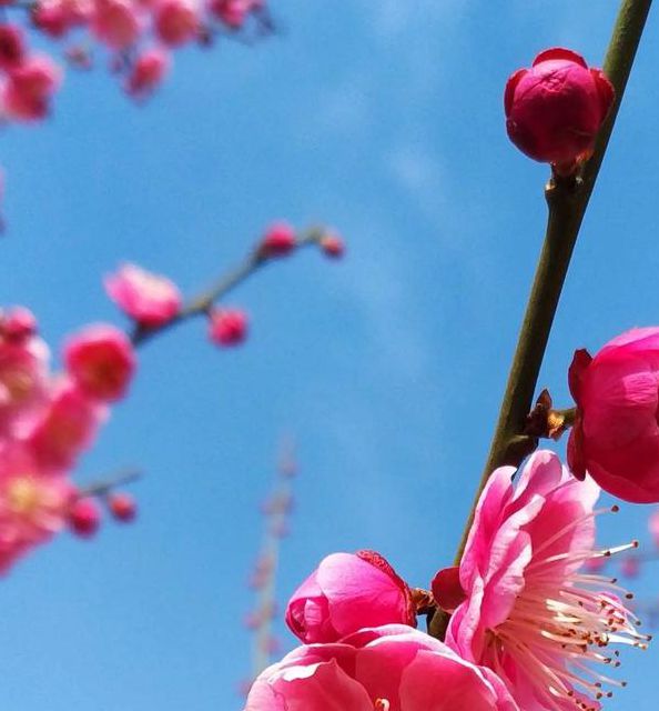 梅花视频安卓免费版