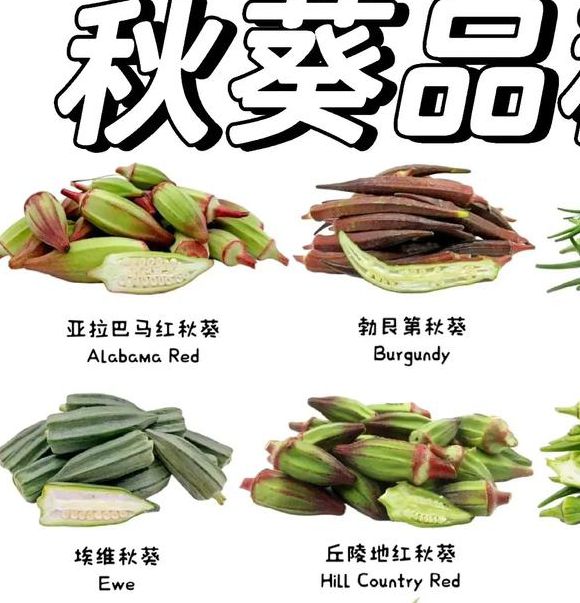 秋葵茄子香草草莓丝瓜榴莲大全