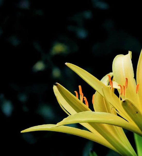 忘忧草资源在线www