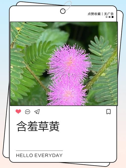 含羞草传媒黄4.0