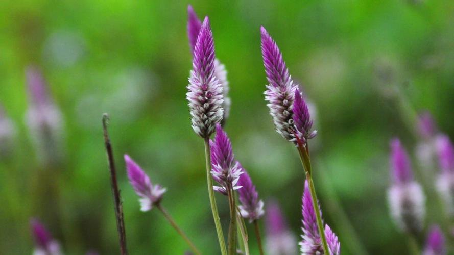 野花社区在线观看视频