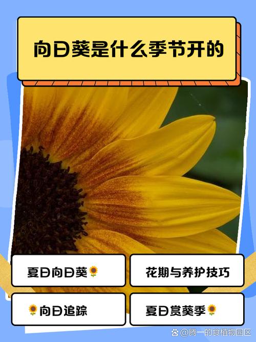 向日葵是安卓版下载大全