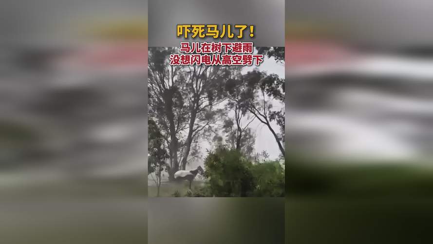 仙踪林网站入口欢迎您老狼贰佰