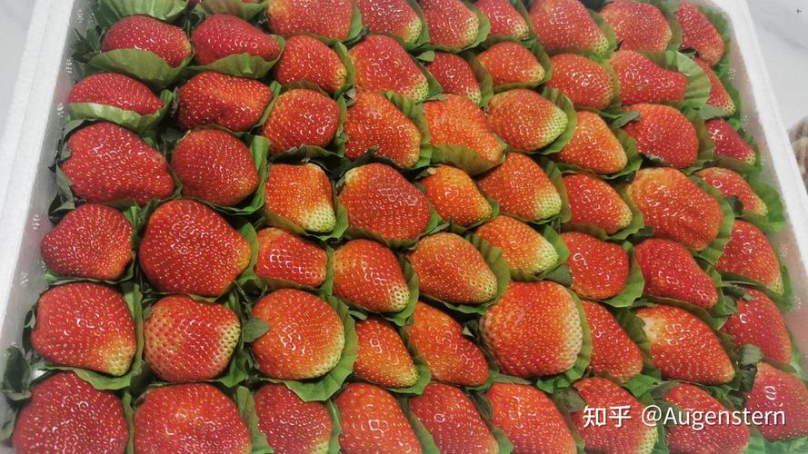 草莓大秀不封号