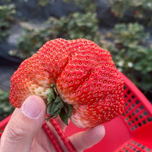 草莓大秀不封号