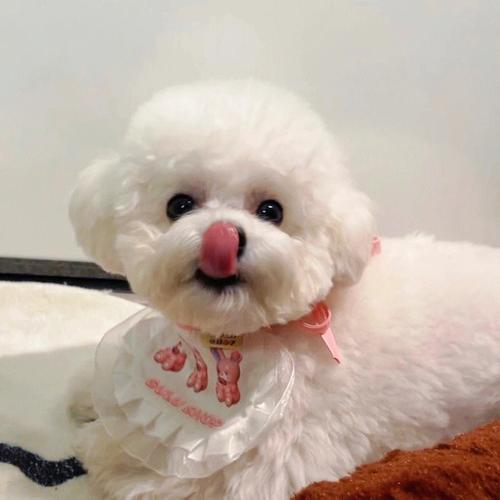 比熊语音接单平台