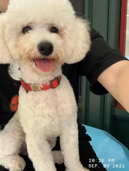 比熊语音接单平台