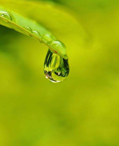 露水视频app下载