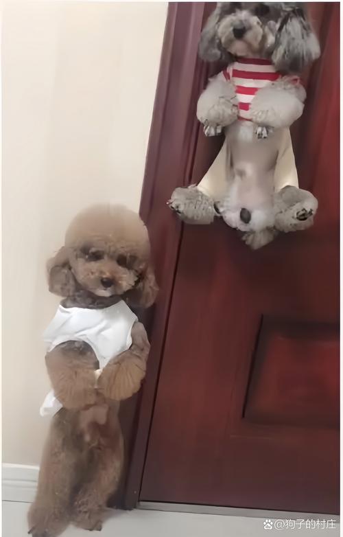 泰迪影院安卓版