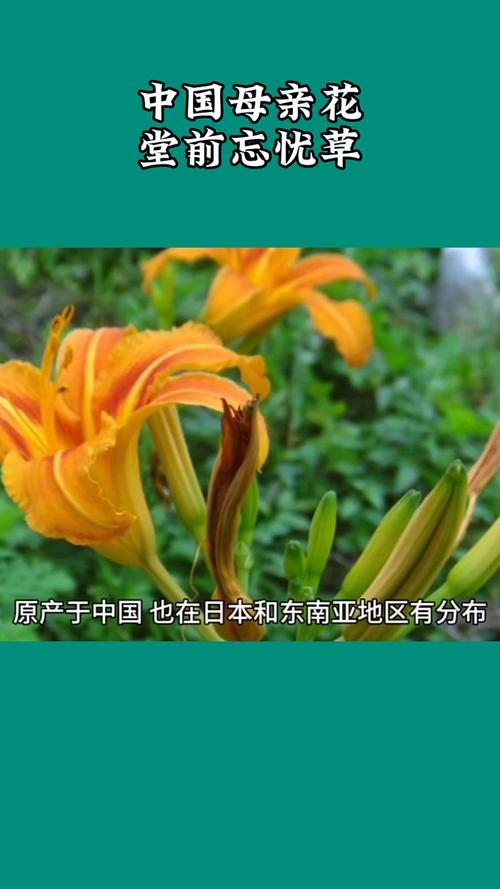 忘忧草视频在线观看视频