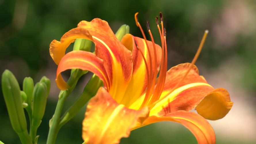 忘忧草视频在线观看视频