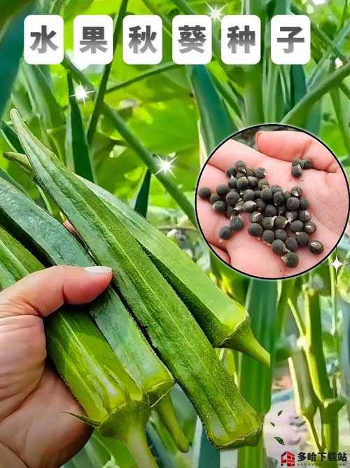 秋葵茄子丝瓜香草榴莲综合视频