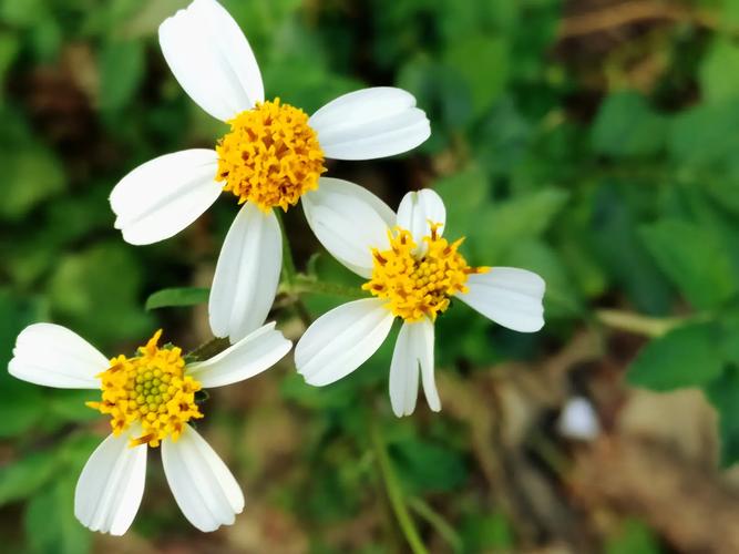 野花社区在线视频