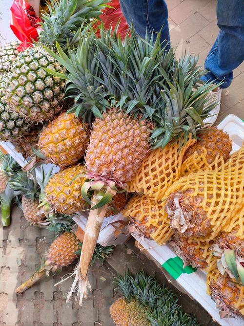 大菠萝app福引导前往welcome