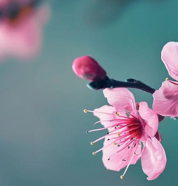 桃花社区高清版