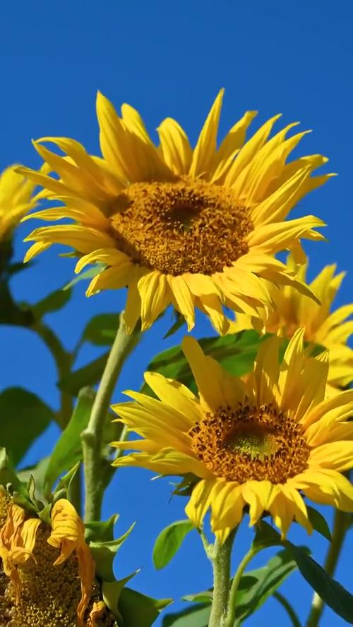 向日葵视频观看视频免费版