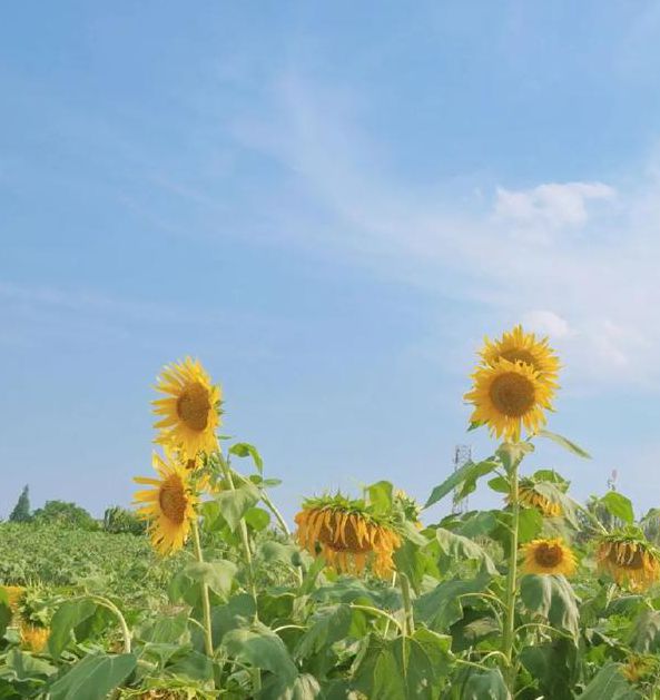 向日葵视频观看视频免费版