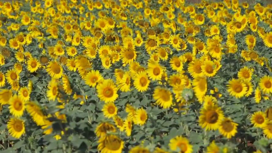 向日葵视频观看视频免费版