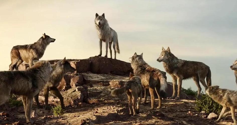 狼群在线视频