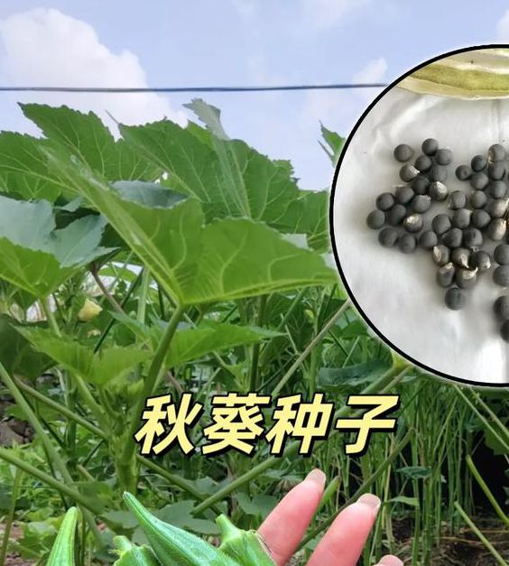 草莓香蕉黄瓜秋葵绿巨人免费版