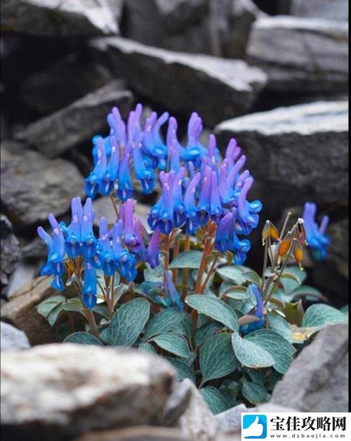 野花日本大全免费观看7高清版