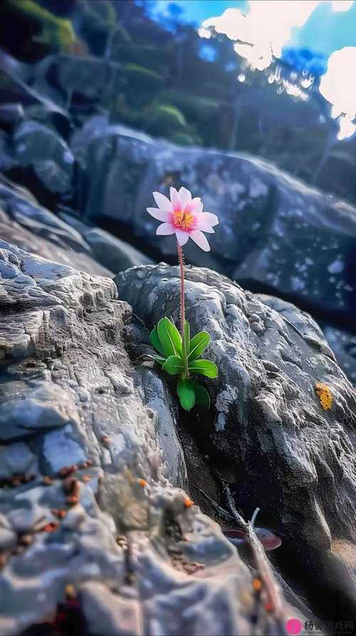 野花日本大全免费观看7高清版