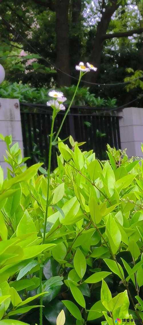 野花日本大全免费观看7高清版