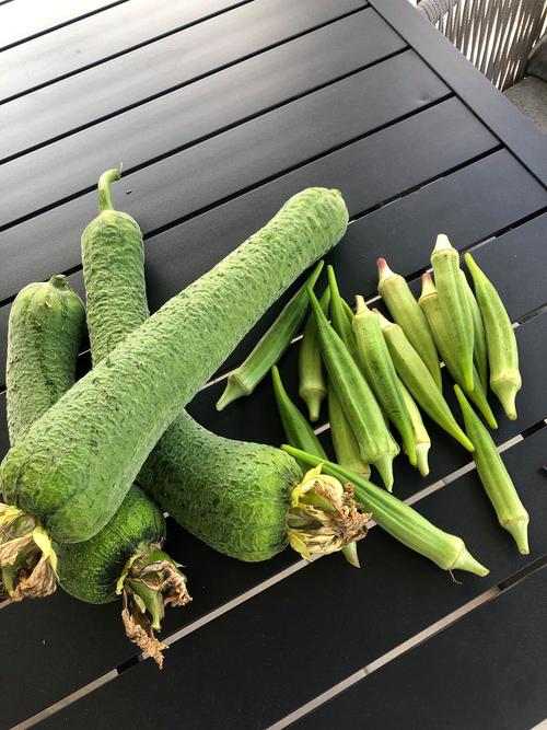 草莓芒果秋葵丝瓜香蕉最新版