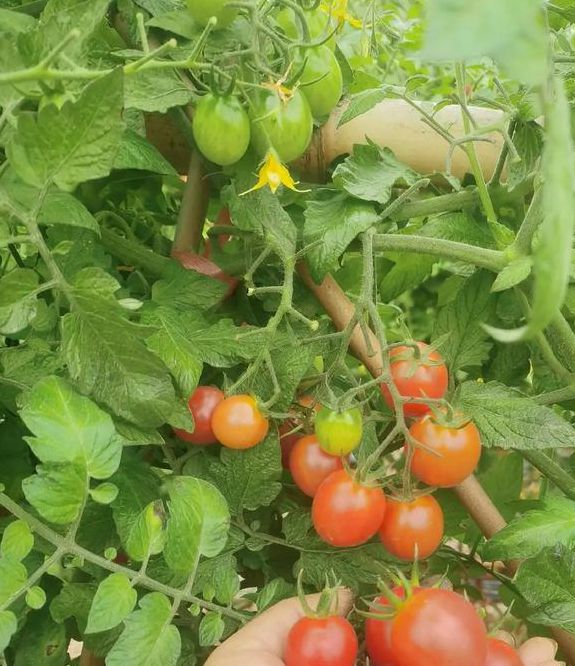 圣女果视频看美女