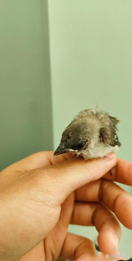 雏鸟短视频1.4.9安卓版