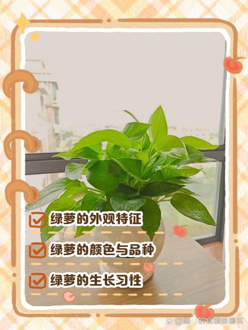 影视绿萝视频在线观看