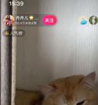 猫咪直播视频下载