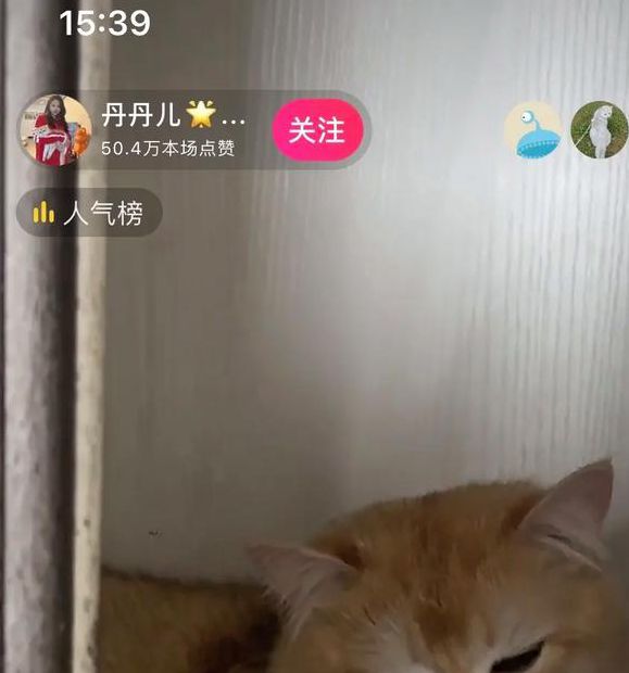 猫咪直播视频下载