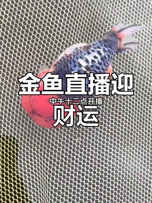 金鱼直播安卓版