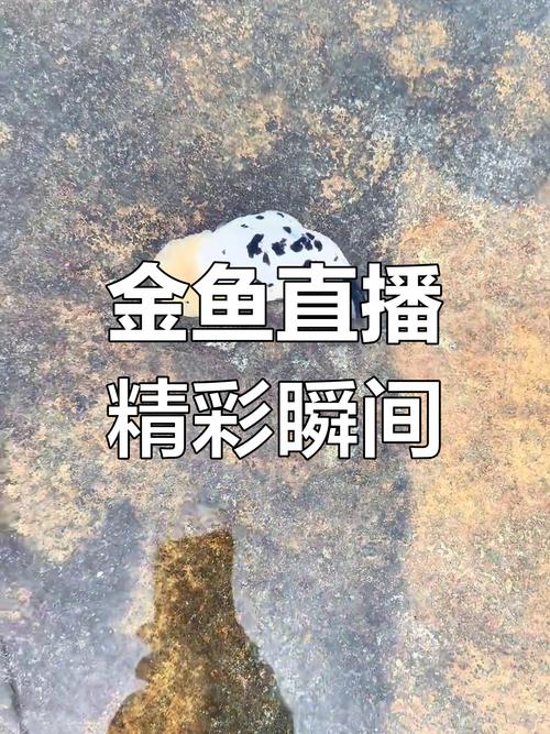 金鱼直播安卓版