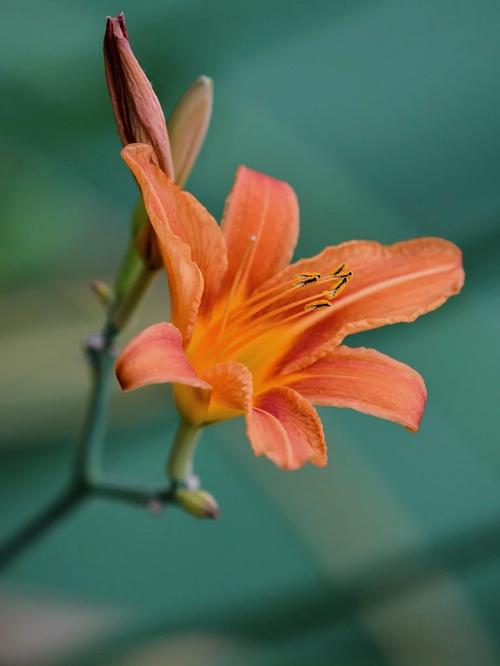 忘忧草视频资源在线播放