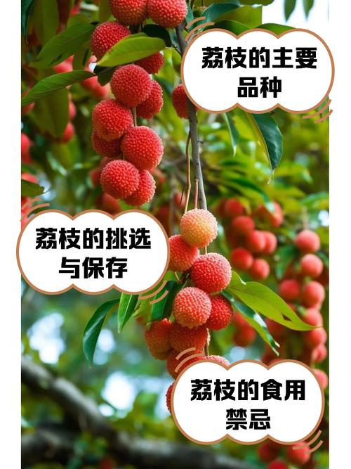 荔枝视频在线观看免费下载完整