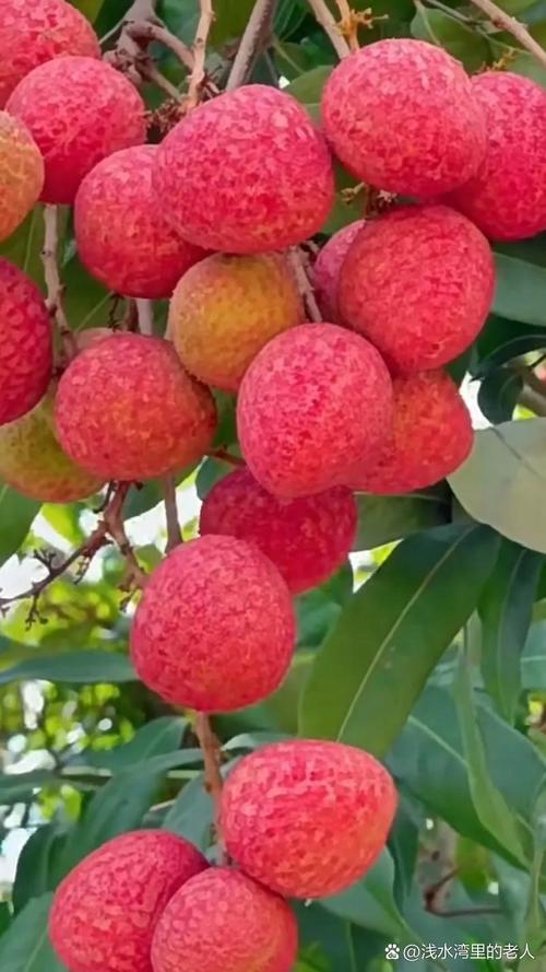 荔枝视频在线观看免费下载完整