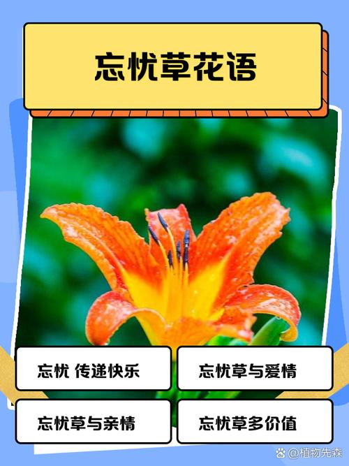 忘忧草视频官网在线观看