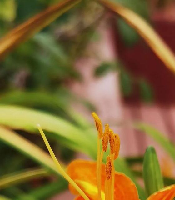 忘忧草视频官网在线观看